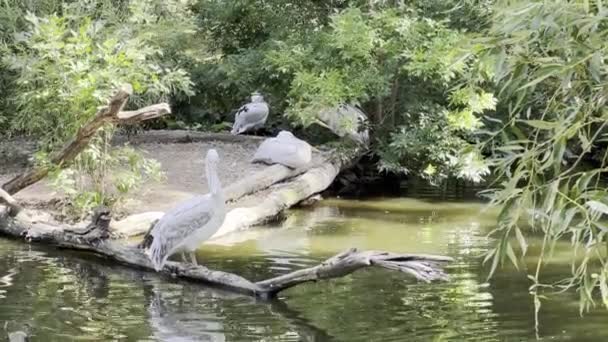 Group Pelicans Sunny Day Relaxing Stock Video Footage — Vídeos de Stock