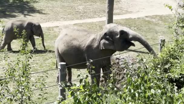 Elephants Enjoy Summer Day Relaxing Stock Video Footage — стоковое видео