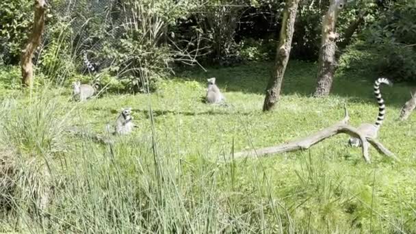 Funny Ring Tailed Lemurs Lemur Raised Tail Stock Video Clip — Vídeos de Stock