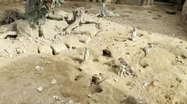 A large family of meerkats is always happy for everyone. Relaxing stock video footage. 