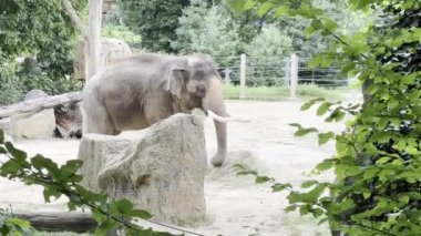 Elephants enjoy a summer day. Relaxing stock video footage. 