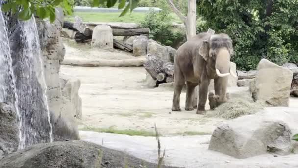Слони Насолоджуються Літнім Днем Розслабляючі Відеозаписи Складі — стокове відео