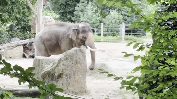 Elephants Enjoy Summer Day Relaxing Stock Video Footage — стоковое видео