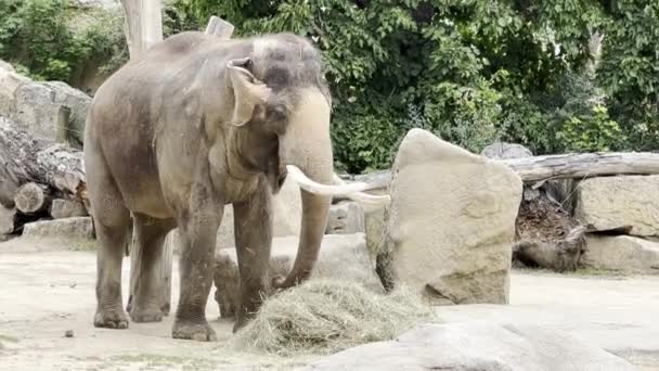 Beautiful Elephant Big Tusks Eats Hay Elephants Enjoy Summer Day — Vídeo de stock