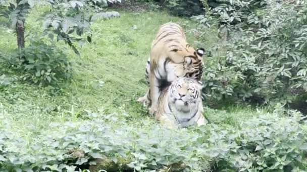 Тигр Розважається Тигрицею Два Люблячих Тигри Закохані Пари Тигр Грає — стокове відео