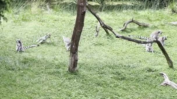 Funny Ring Tailed Lemurs Stock Video Clip — Video