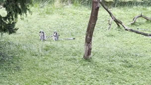 Lemurs Play Grass Relaxing Stock Video Footage — Stock Video