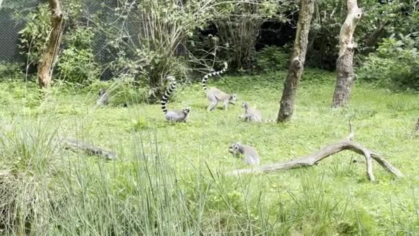 Funny Ring Tailed Lemurs Lemur Raised Tail Stock Video Clip — Stockvideo