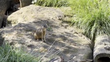 Yellow mongoose on a summer sunny day. Relaxing stock video footage. 