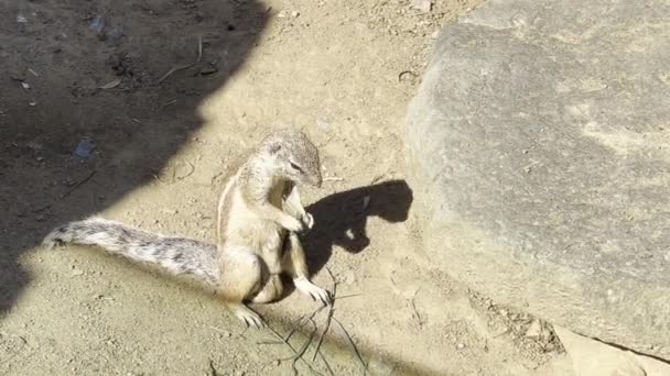 Beautiful Ground Squirrels Always Have Great Appetite Relaxing Stock Video — Stockvideo