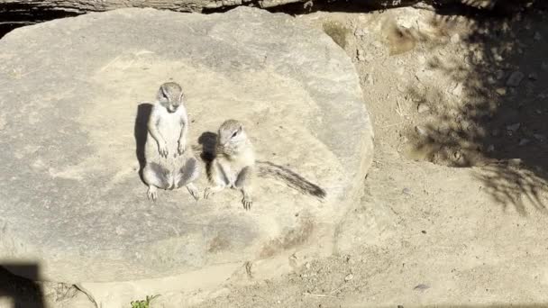 Beautiful Ground Squirrels Always Have Great Appetite Relaxing Stock Video — Vídeo de Stock