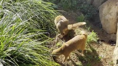 Yellow mongoose on a summer sunny day. Relaxing stock video footage. 
