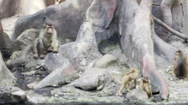 Southern pig-tailed macaque. Big family of monkeys. Relaxing stock video footage. 
