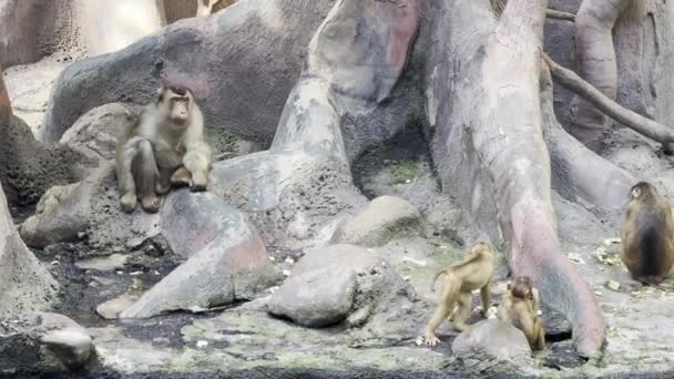 Southern Pig Tailed Macaque Big Family Monkeys Relaxing Stock Video — Video