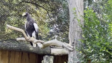 Steller's sea-eagle. The heaviest eagle in the world. Stock video footage. 