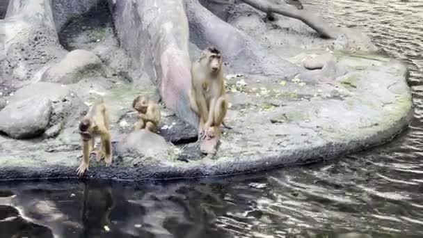 Southern Pig Tailed Macaque Big Family Monkeys Relaxing Stock Video — Stock Video