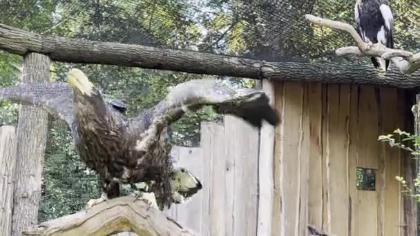 Örns Utbredda Vingar Mäktig Örns Blick Närbild Örn Med Spridda — Stockvideo