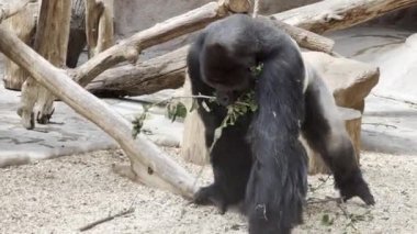 A powerful and strong silverback gorilla. Relaxing stock video footage. Gorilla walking with a fresh branch in his mouth.