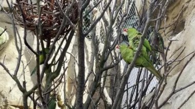 Green parakeets sit on branches and have fun. Relaxing stock video footage. 
