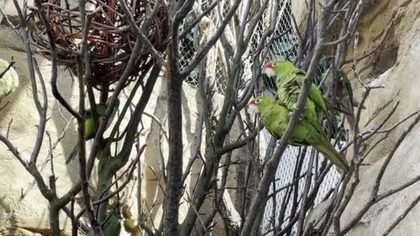 Green parakeets sit on branches and have fun. Relaxing stock video footage. 