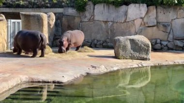 Hippopotamus. Hippos eat grass by a pond on a sunny day. Relaxing stock video footage. 
