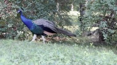 Peacock looking for something interesting. Relaxing stock video footage. 