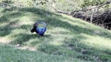 Peacock looking for something interesting. Relaxing stock video footage. 