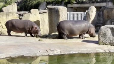 Hippopotamus. Hippos eat grass by a pond on a sunny day. Relaxing stock video footage. 