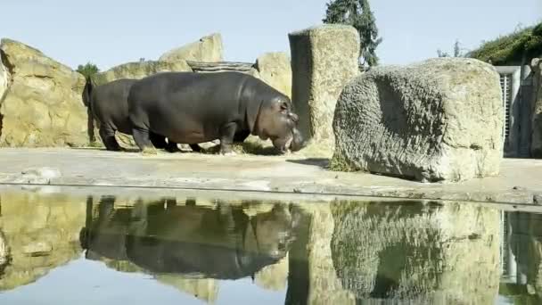 Hippopotamus Hippos Eat Grass Pond Sunny Day Relaxing Stock Video — Video Stock