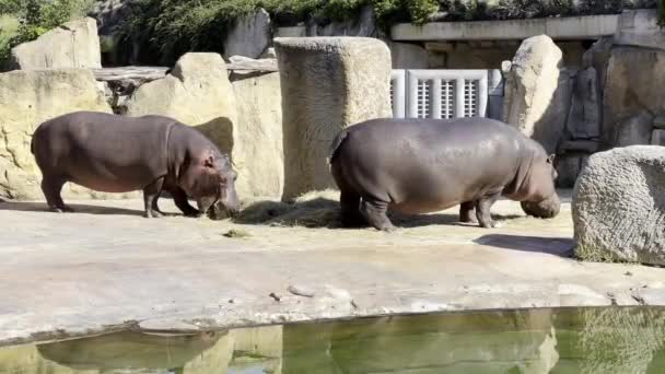 Hippopotamus Hippos Eat Grass Pond Sunny Day Relaxing Stock Video — Stockvideo