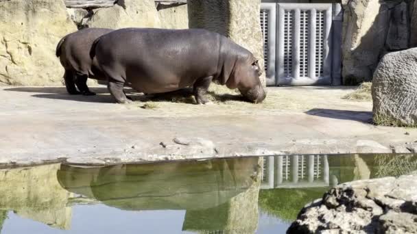 Hippopotamus Hippos Eat Grass Pond Sunny Day Relaxing Stock Video — Video