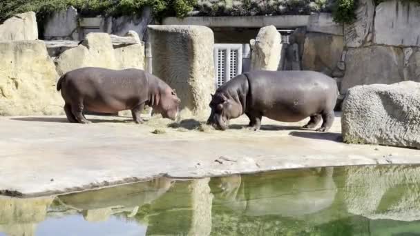 Hippopotamus Hippos Eat Grass Pond Sunny Day Relaxing Stock Video — ストック動画