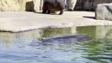 Hippopotamus. Hippo swims in a pond on a sunny day. Relaxing stock video footage. 