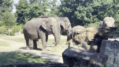 Elephants enjoy a summer day. Relaxing stock video footage. 