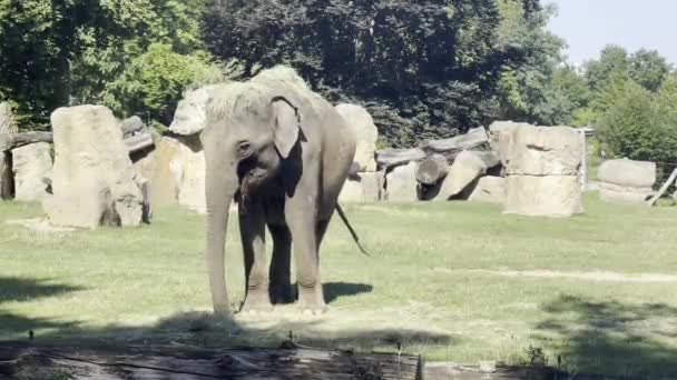 Elephants Enjoy Summer Day Relaxing Stock Video Footage — 비디오