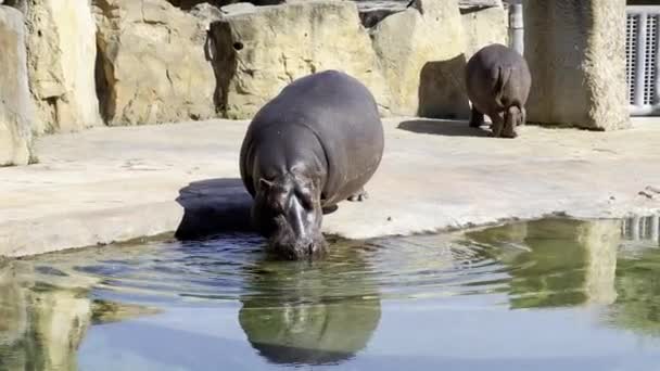 Hippopotamus Hippo Swims Pond Sunny Day Relaxing Stock Video Footage — Video Stock