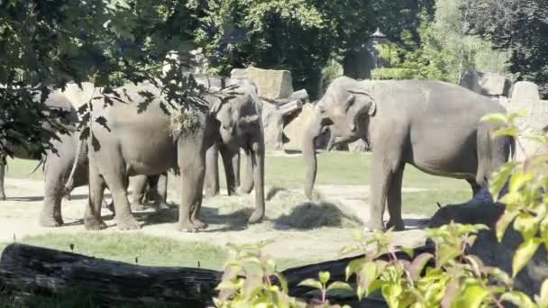 Elephants Enjoy Summer Day Relaxing Stock Video Footage — Vídeos de Stock