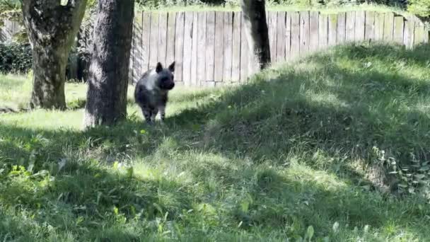 Brown Hyena Walks Green Grass Stock Video Footage — Video Stock