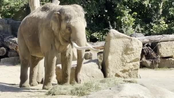Beautiful Elephant Big Tusks Eats Hay Elephants Enjoy Summer Day — Vídeos de Stock