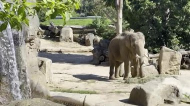Elephants enjoy a summer day. Relaxing stock video footage. 