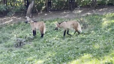 Maned wolf runs in search of food. Stock video footage. 