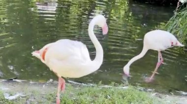 Beautiful flamingos by the pond on a sunny day.