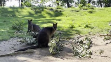 Kangaroo on the grass eats a fresh branch. Relaxing stock video footage. 