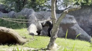Powerful and strong silverback gorilla walks on green grass. Gorilla walking on the grass. Stock video footage. 