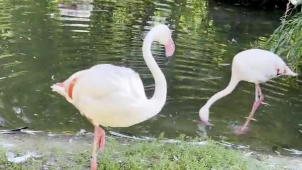 Красивые Фламинго Пруда Солнечный День — стоковое видео