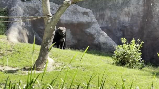 Gorilla Walking Grass Relaxing Stock Video Footage — Vídeo de stock
