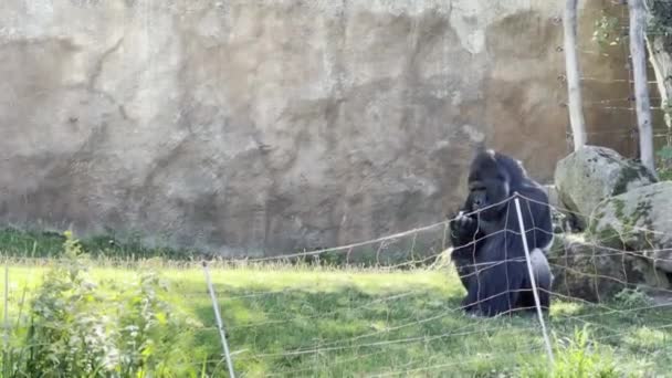 Gorilla Walking Grass Relaxing Stock Video Footage — Vídeo de stock