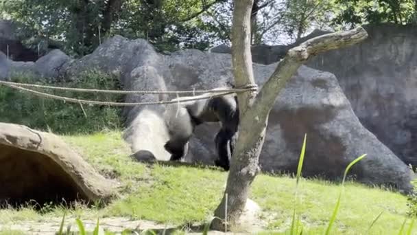 Powerful Strong Silverback Gorilla Walks Green Grass Gorilla Walking Grass — Stockvideo