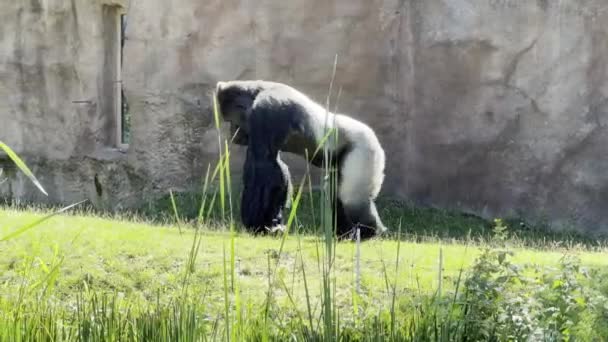 Powerful Strong Silverback Gorilla Walks Green Grass Gorilla Walking Grass — Vídeos de Stock