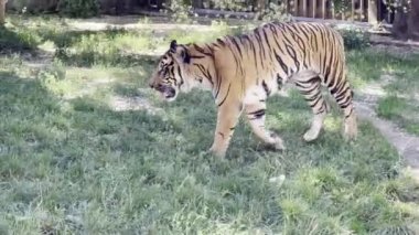 A powerful tiger close-up. The gaze of a tiger. Eye of the tiger. The grin of a tiger. Grin tiger. Tiger profile.Tiger walking on green grass. Stock video footage. 